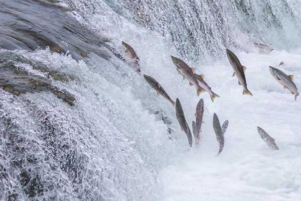 SAVING WILD SALMON